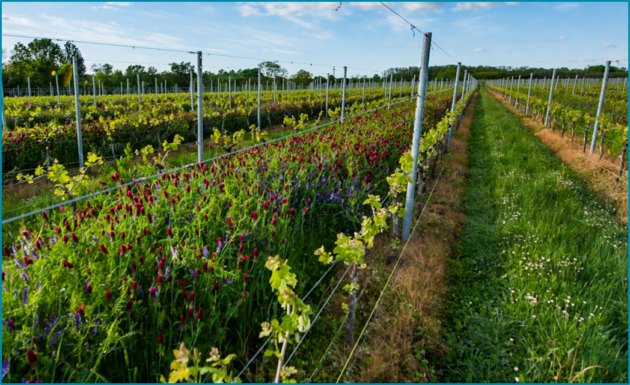 ボルドーの持続可能なワイン造り