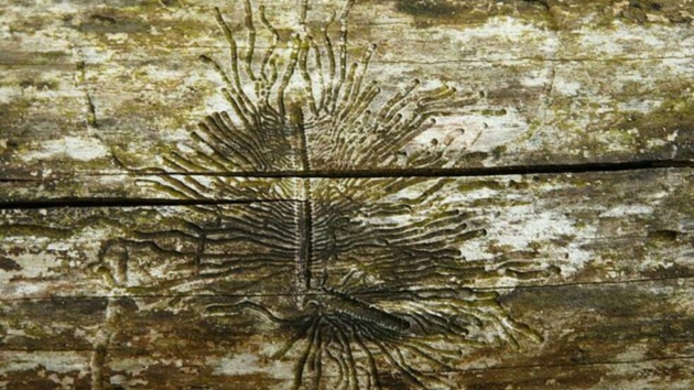 スイスのジュラ地方でキクイムシにやられたトウヒの木