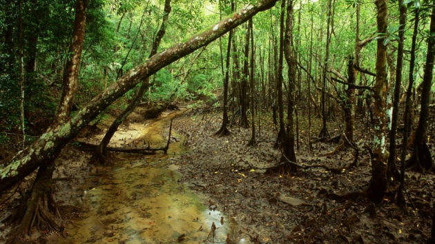 環境：木の持つ断熱効果の研究