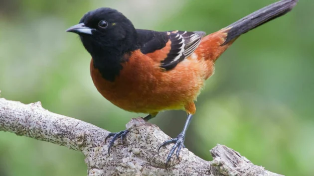 フランスの裁判所が鳥類捕獲許可証に関する政府の判断を覆す