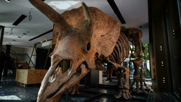 世界最大のトリケラトプス「ビッグ・ジョン」がパリのオークションで665万ユーロの値をつける