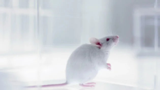 COVID-19：オミクロンの変種は動物実験では危険性が低い