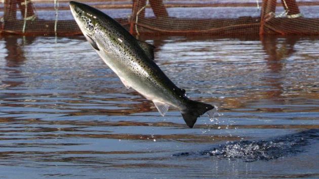 水産養殖、乱獲と戦うための解決策の1つ