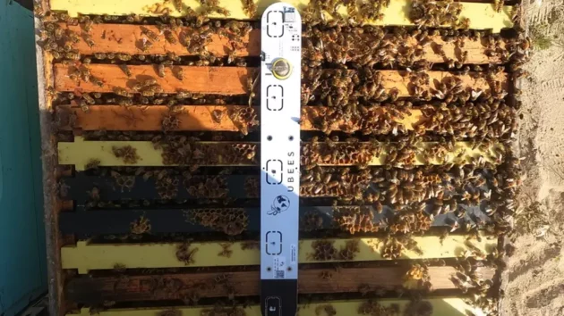 ミツバチのデジタル守護天使、ウビーズ