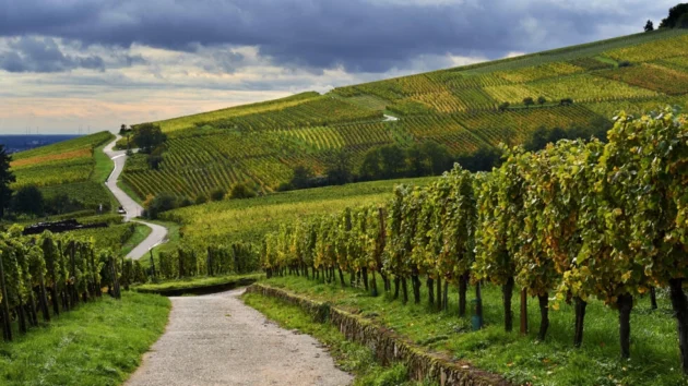 ワイン パリ-Vinexpo 2023: パリ、世界ワインの首都