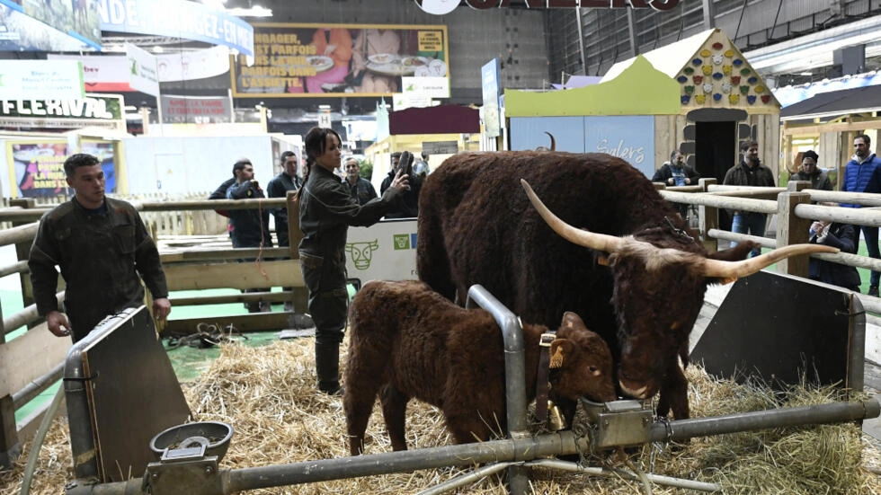 フランスのブリーダーMichel Van Simmertier(L)と彼の妻Marineは、2023年2月24日にパリで開催されたSalon de l'Agricultureのオープニングの前夜に到着した牛のサルス・オヴァリー、国際農業ショー(Salon de l'Agriculture)のミューズ、子牛を見ています。2023年の国際農業ショーは、2023年2月25日から3月5日までパリで開催されます。AFP - ステファネ・デ・サクーティン