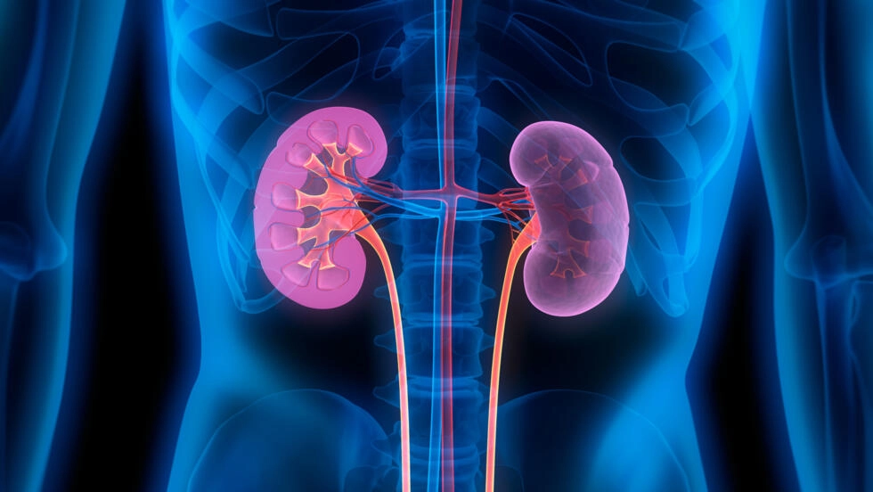 世界中で約8億5000万人が腎臓病に苦しんでいます。© Getty Images/iStockphoto - peterschreiber.media