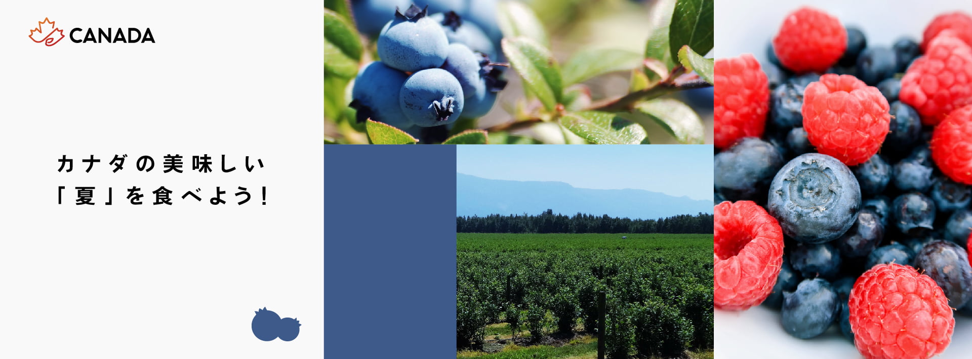 カナダのおいしい夏を食べよう!「カナダフェア」開催