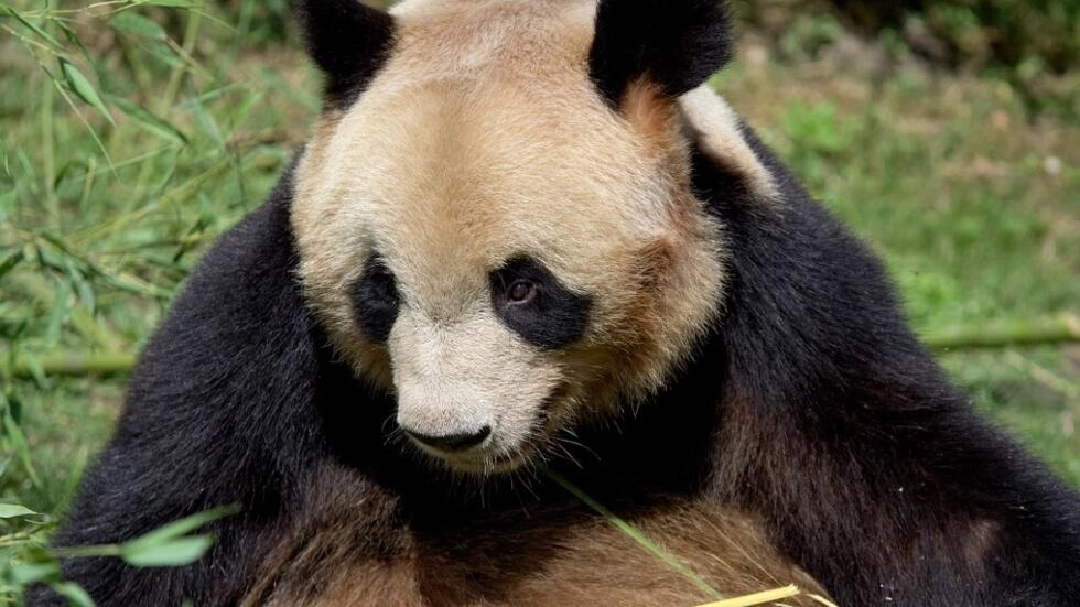 中国南西部の成都に向けて出発する前夜に、ボーヴァル動物園の囲いにいるユアン・メン。AFP - ギヨーム・スヴァント