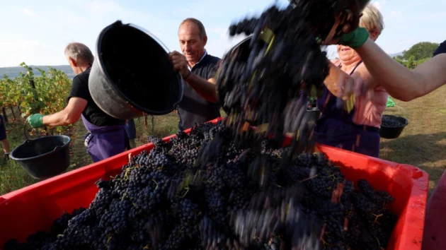 イタリアのブドウにとって悪い年は、フランスを世界トップのワイン生産者にしています