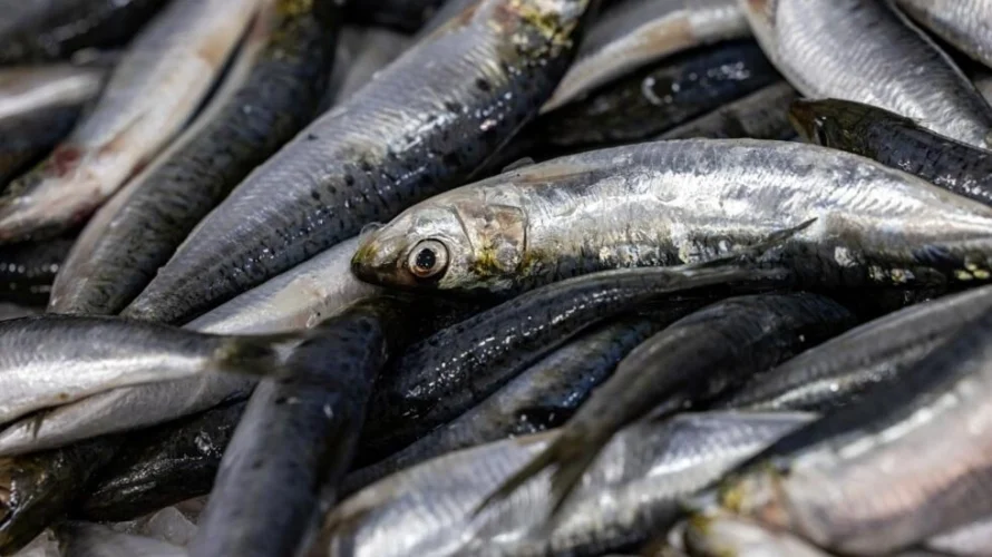 フランス南東部のマノスクにある魚屋のイワシ。AFP - ジョエル・サゲット