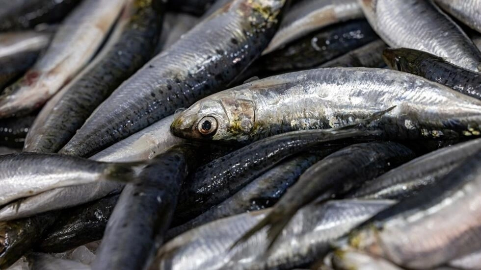 フランス南東部のマノスクにある魚屋のイワシ。AFP - ジョエル・サゲット