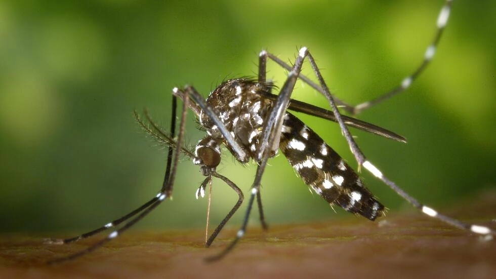 アジアのシマ蚊、Aedes albopictusが餌をやろうとしています。© James Gathany/CDC、ウィキメディア・コモンズ経由