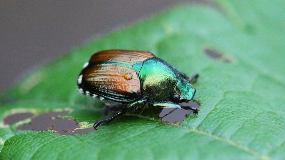多くのフランスの県は、スイスでいくつかの害虫の発生が検出された後、日本のカブトムシの侵入リスクを警告しています。© AFP