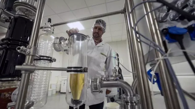 実験が成功したにもかかわらず、医療用マリファナはフランスではまだ合法ではありません