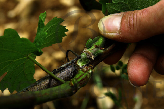 ブルゴーニュワイン2024年ヴィンテージ— 厳しい気候を乗り越えた高品質なワインが誕生