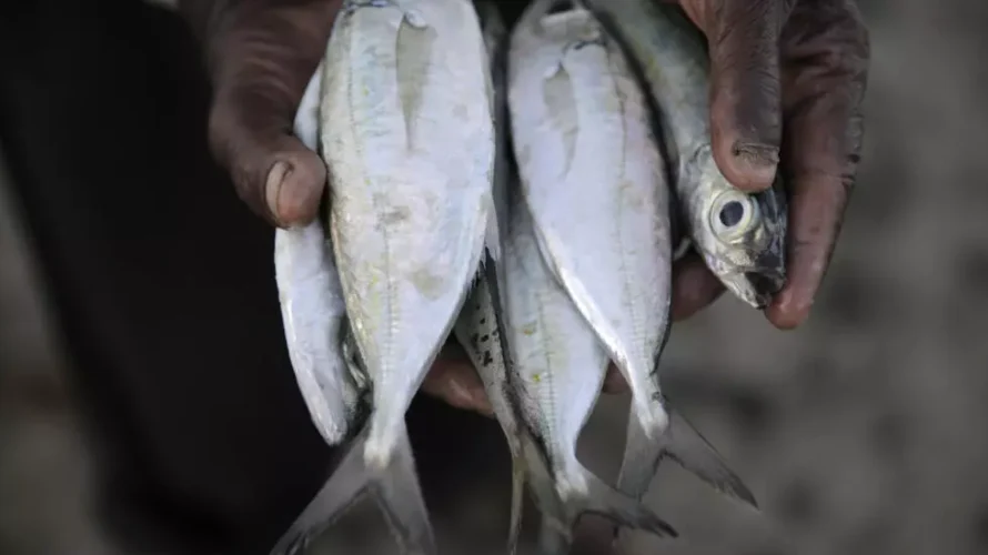 インド洋のマグロ資源は、漁業国がレユニオンに集まり、新しい割当量と持続可能性対策を交渉するにつれて、圧力が高まっています。AP - ブライアン・インガンガ