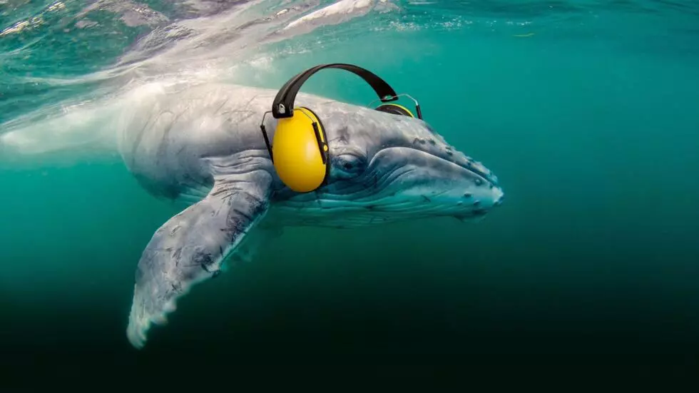 ベルーガやイールクジラのような種は、音に頼って生き延びるが、海が大きくなるにつれて行動を変えている。©オーシャンケア