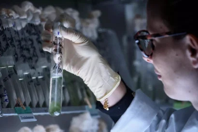 ポルトガルのEMBRCラボで、科学者が植物プランクトンの培養を検査しています。© EMBRC Portugal/ACOI コレクション